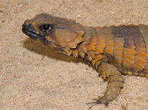 Cordylus cataphractus